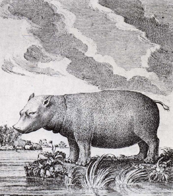 unknow artist hippopotamus,flodhasten eller sjokon,som den ocksa kallades Sweden oil painting art